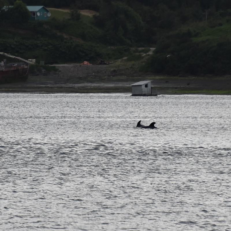 Ile de Chiloé : dauphins